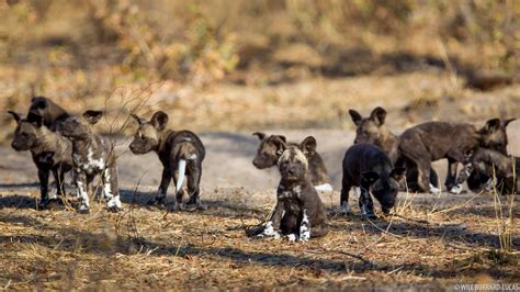 African Wild Dog Pups Will Burrard Lucas
