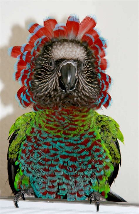 The Red Fan Parrot Deroptyus Accipitrinus Also Known As The Hawk