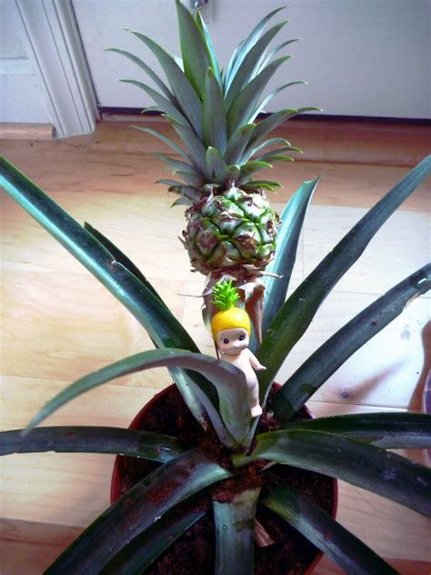 Mr P And Fuchikos Adventures Pineapple Plant