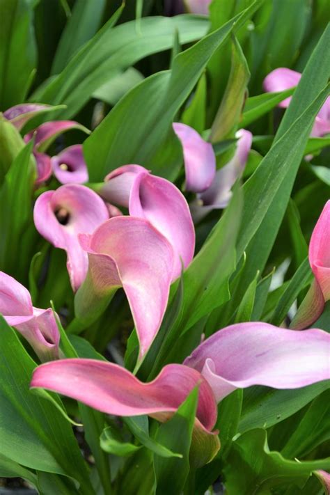 The photograph may be purchased as wall art, home decor, apparel, phone cases, greeting cards, and more. Calla Lily 'Coastal Purple' Calla Lily from Plantworks Nursery