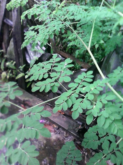 Menakjubkan 20 gambar daun dari sabun richa gambar. Gambar Daun Kelor Terlengkap | Kumpulan Gambar