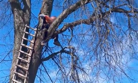 Man Stranded Up Tree After The Branch He Cut Knocks Ladder Daily Mail