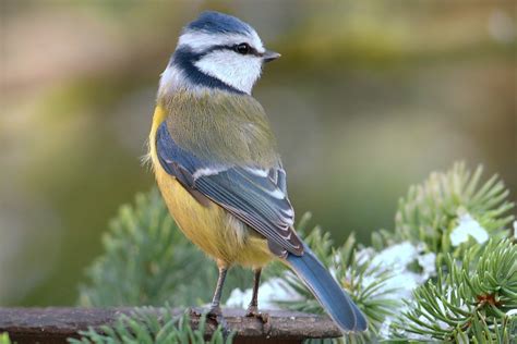 Blue Tit Cyanistes Caeruleus Bird · Free Photo On Pixabay