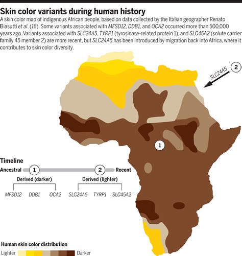 Few simple tools and some african creativity. Skin color variation in Africa | Science