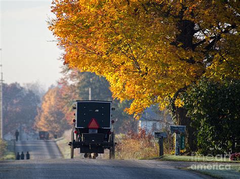 Amish Buggy Fall 2014 Photograph By David Arment Fine Art America