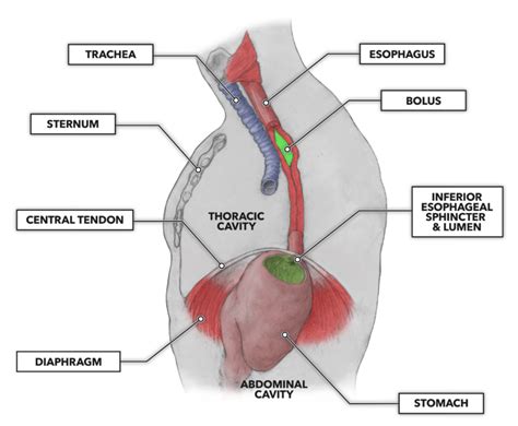 CrossFit | The Gastrointestinal System: The Esophagus
