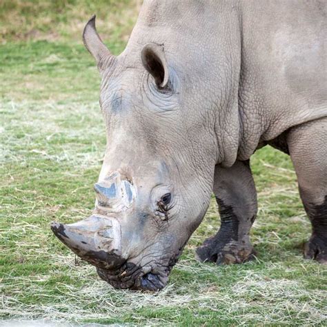Southern White Rhinoceros - Fresno Chaffee Zoo