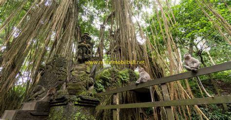 Diprediksi, jumlah pengunjung meningkat signifikan dibanding momentum sama tahun lalu. Ubud Monkey Forest Bali - Harga Tiket Masuk 2021 Terupdate ...