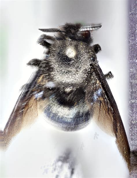 Bold Systems Taxonomy Browser Xylocopa Sp Species