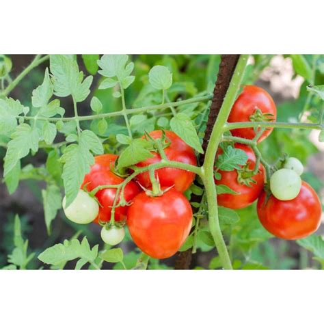 Kamatis Tomato Seeds 20pesos Per Pack Condor Seeds Plant Seed