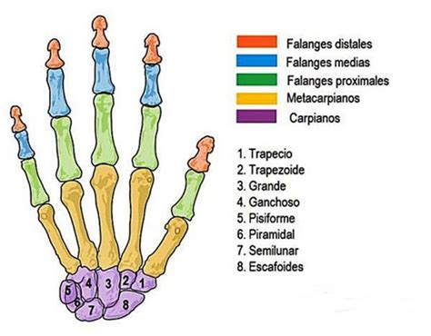 Cómo se llaman los huesos de la mano Aquí te lo decimos