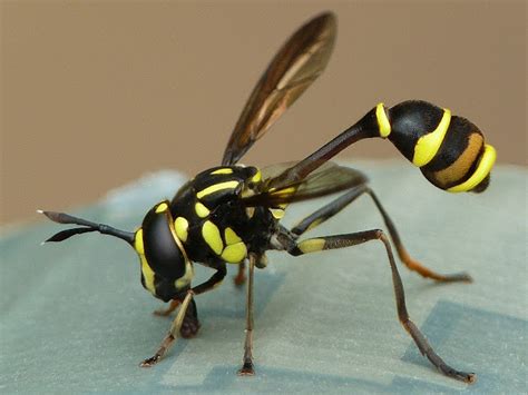 Wasp Mimicking Fly Conopid Fly Project Noah