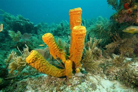Zooming In On Phylum Porifera Sea Sponges Wild Animals Amino