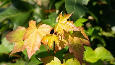 Platanoides 'keithsform') pacific sunset® maple the pacific sunset has an upright spreading rounded crown form with a finer branch structure than. Acer 'Pacific Sunset' | TreeEbb | Online bomenzoektool ...