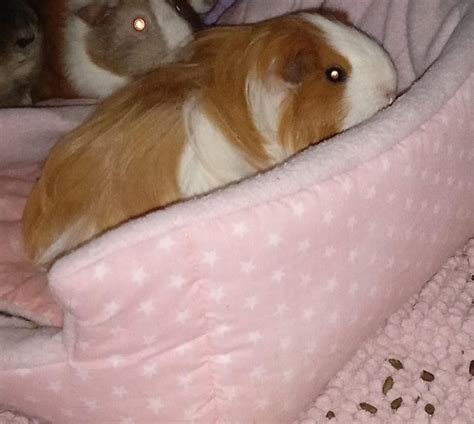 Three Female Guinea Pigs For Rehome For Sale In Porth Glamorgan Preloved
