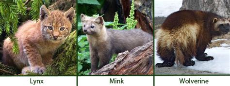 The common taiga plants are coniferous trees or evergreens with long, thin, and waxy leaves. Forest Biome: Animal Adaptations In The Coniferous Forest ...