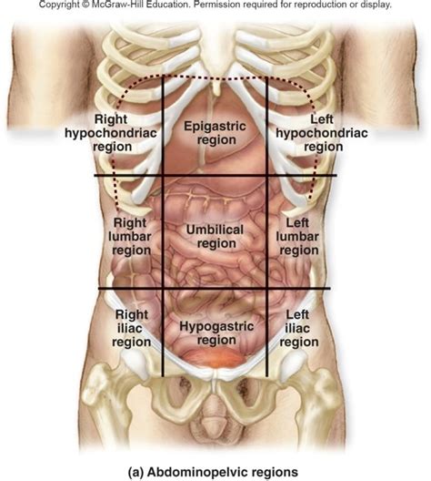 Abdominopelvic Regions Diagram Quizlet