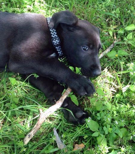 Maybe you would like to learn more about one of these? Jaxson the German Shepherd Mix | German shepherd, German shepherd mix, Puppies