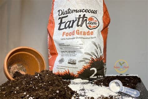 How To Apply Diatomaceous Earth In Home Applying Wet Diatomaceous Earth Is The Safest And