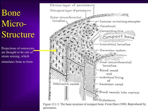 Ppt Bone Structure Growth And Development Powerpoint Presentation