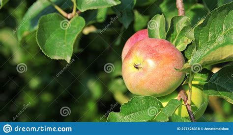 Apple Fruit On The Tree Apple Tree Fresh Fruit On The Branch Leaves