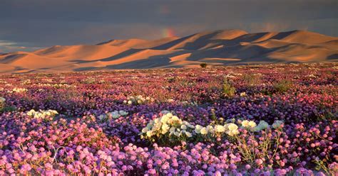 The old farmer's almanac's extended forecasts can be used to make more informed decisions about future plans that depend on the weather, from vacations and weddings to gardening, hiking, and other outdoor activities. A 'Super Bloom' Is Hitting California Deserts. Here's How ...