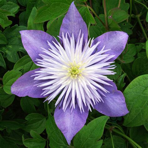 Вид «жгучий мелкоцветковый» или clematis flammula широко распространен в закавказье, передней и малой азии, на средиземноморском. Clematis Crystal Fountain 15th Wedding Anniversary Gift By ...
