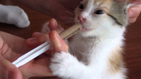 Cute Kitten Feeding By Syringe Youtube