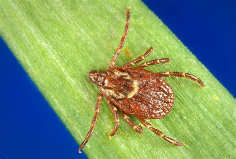 Comparisons may be useful for a differential diagnosis Rocky Mountain Spotted Fever | Disease or Condition of the ...