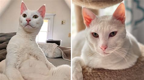 Domestic Shorthair Cat Rescued From Kuwait Is Up For Adoption In
