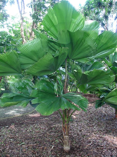 View photos, open house info, and property details for palm desert real estate. Polynesian Produce Stand : ~RUFFLED FAN PALM~ Licuala ...