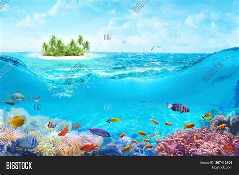 Animals Underwater Sea Image And Photo Free Trial Bigstock