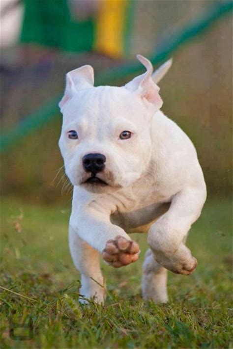 20+ Cute Pitbull Dog Puppies | FallinPets