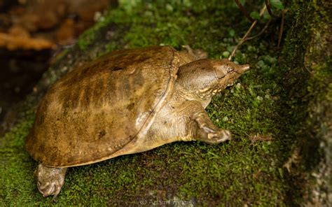 Chinese Soft Shell Turtle Pelodiscus Sinensis —