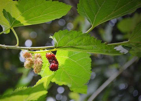 100 Free Mulberry And Fruit Photos Pixabay
