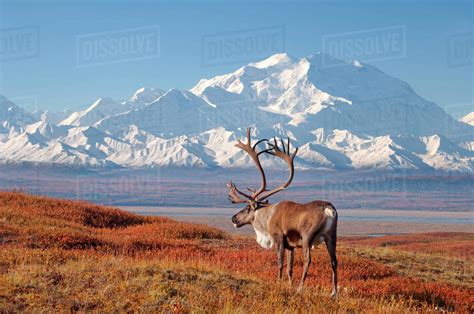 Caribou Raner Tarandus Bull In Fall Colors With Mount Mckinley In