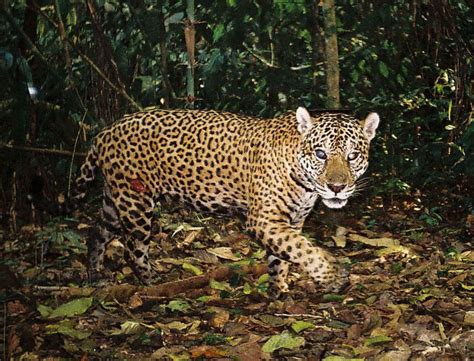 Crazy cat numbers: unusually high jaguar densities discovered in the