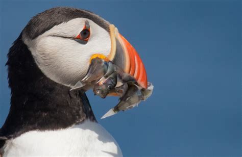 Its Been A Tough Year For Puffins On Machias Seal Island Maine Public