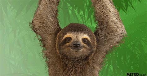 Here Are Some Unbelievably Cute Sloths To Soothe Your