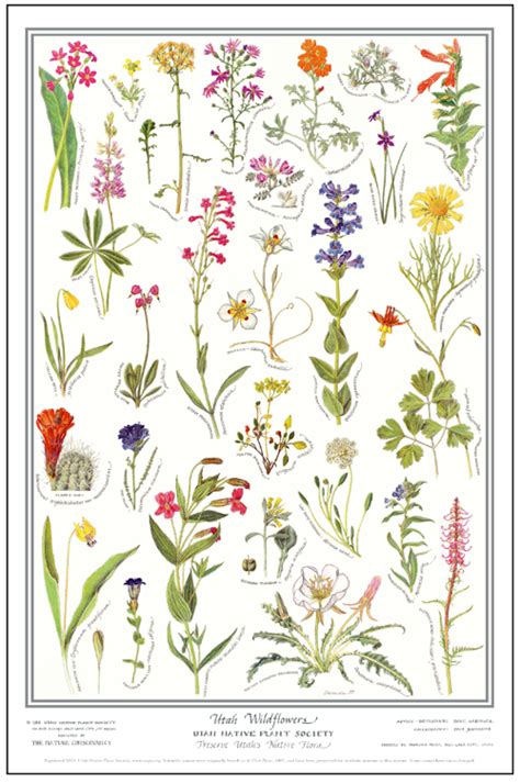 Utah Native Plant Society Posters