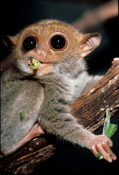 Philippine Tarsier Can Rotate Its Head For 180 Degrees