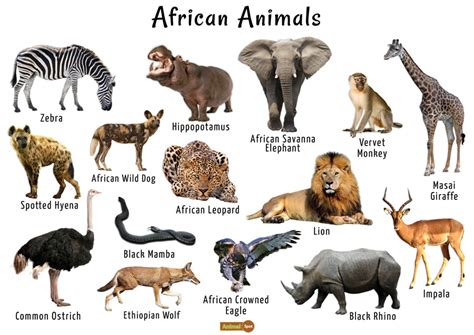 Top 138 List Of Different Animals