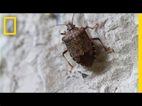 We did not find results for: Have You Tried These? 14 Ways To Get Rid Of Stink Bugs ...
