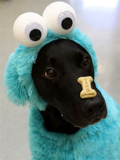Cool Crazy And Funny Ideas For You To Dress Up Your Doggies This Next