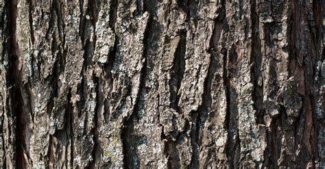 #bioPGH Blog: Tree Bark Identification | Phipps Conservatory and ...