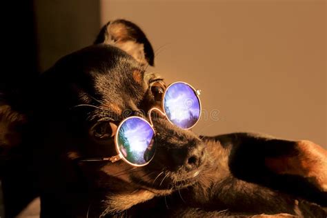 Funny Dog In Sunglasses At Sunset Stock Photo Image Of Moment