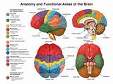 Vertaling Core Muscles Pictures