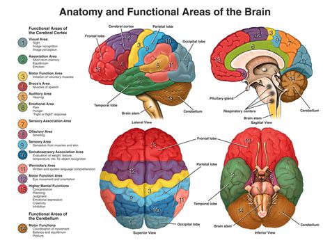 Anatomy And Physiology Of The Brain Human Anatomy