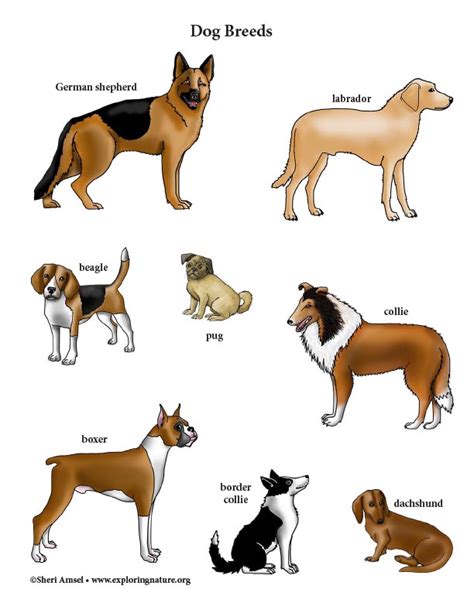 Dog Breeds Mini Poster
