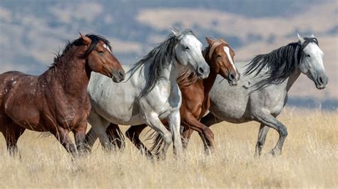 Wild Horses Galloping In A Meadow